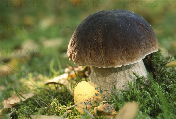 King bolete