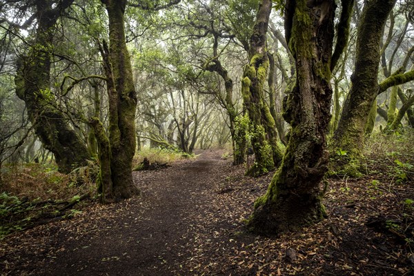 Hiking trail through laurel forest