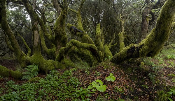 Moss-covered trees in laurel forest