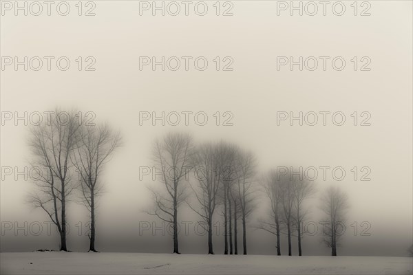 Trees in the fog in winter landscape