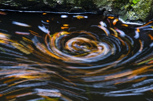 Leaves in the river Bode in the autumnal Harz