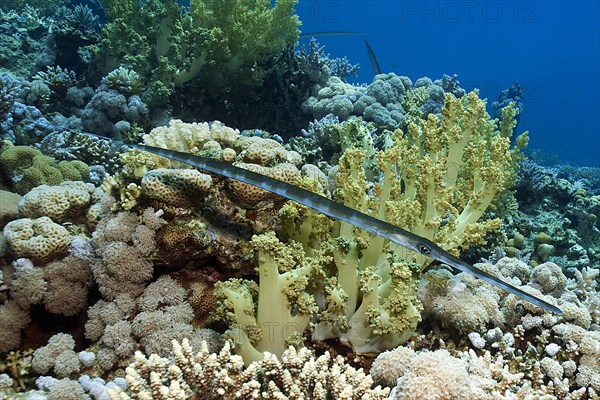 Bluespotted cornetfish