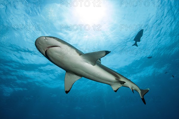 Blacktip reef shark