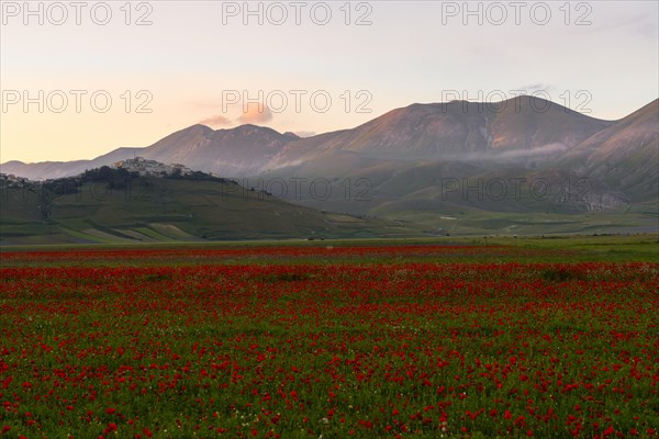 Blooming at Piano Grande di Castelluccio di Norcia plateau