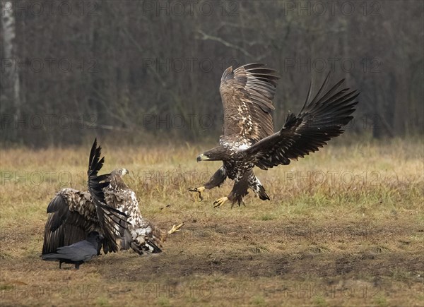 White-tailed eagle