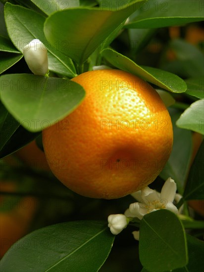 Mandarin oranges