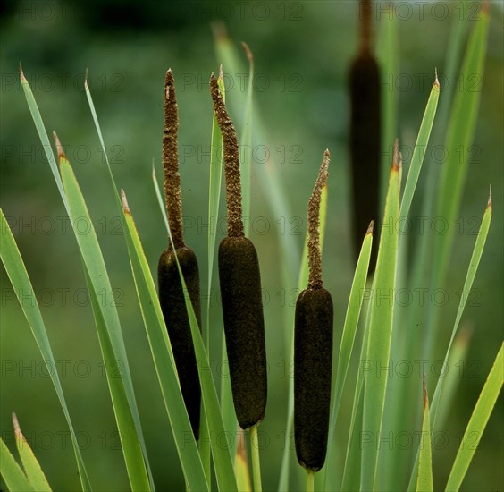 Cattail