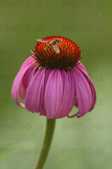 Coneflower