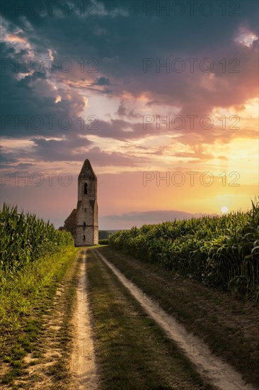 Ruin of a church in a cornfield. Old catholic church tower in the sunset