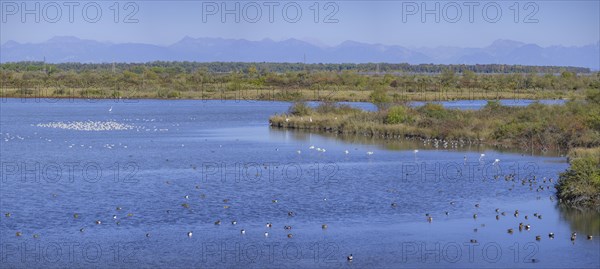 Flamingos and ducks in the Valle Canal Novo nature reserve