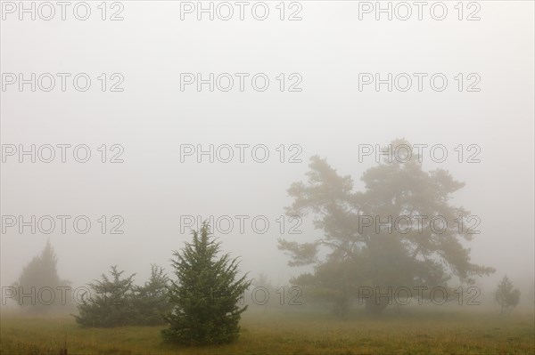 Juniper heath in the mist