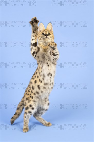 Serval