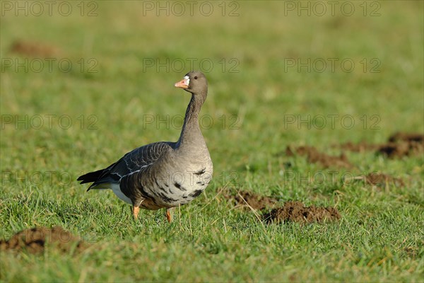 Greater white-fronted goose