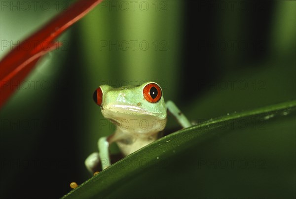 Red-eyed tree frog