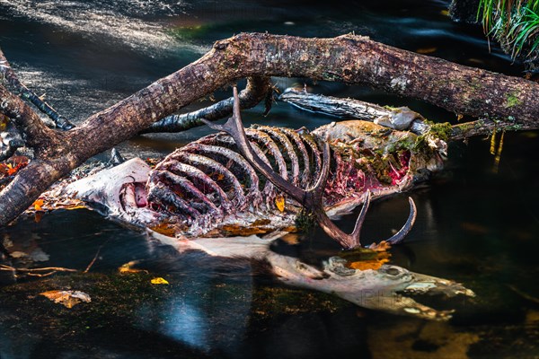 A dead stag of Red Deer in the River Dart