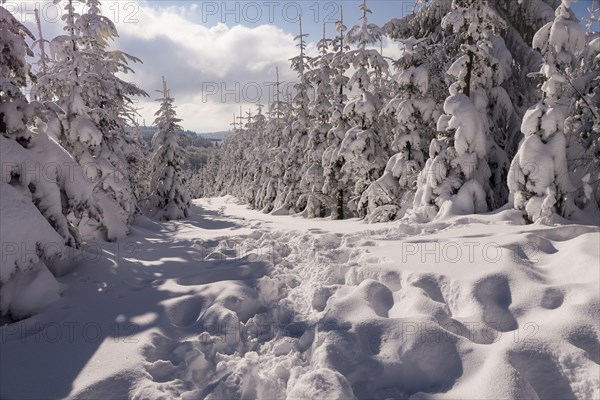 Winter landscape on the Kahler Asten in Sauerland