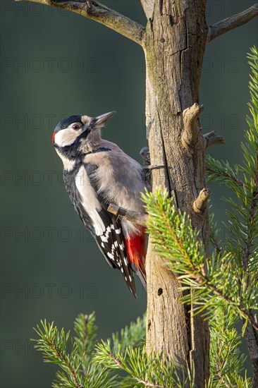 Great spotted woodpecker