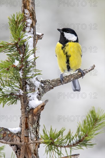 Great tit