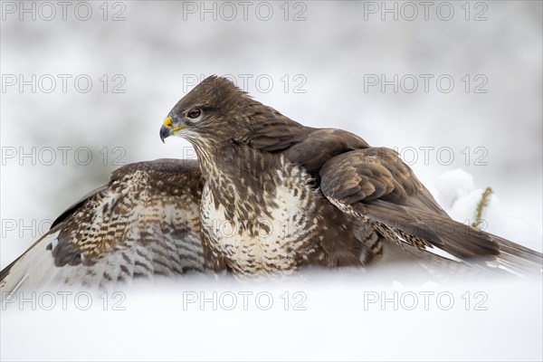 Steppe buzzard