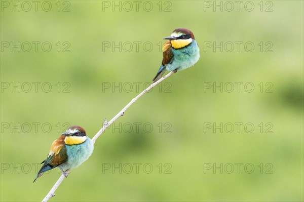 Two european bee-eater