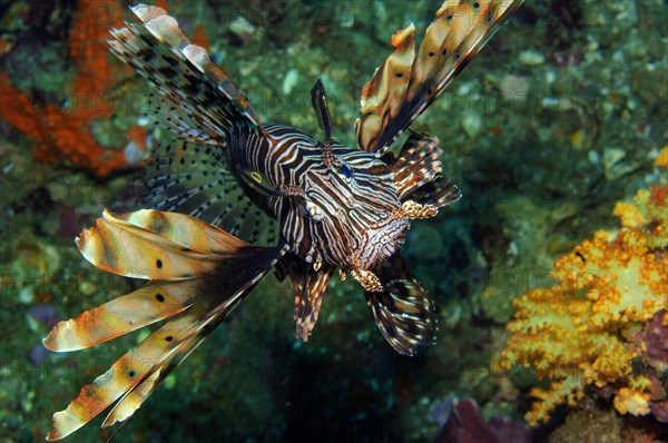 Lionfish