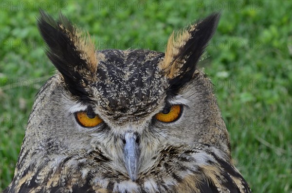 Head of eagle owl with open eyes