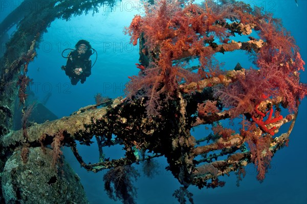 Diver dives through sunken shipwreck Cedar Pride looks down on former lookout Crow's nest overgrown with red soft corals