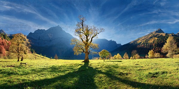 Grosser Ahornboden Panorama with autumnal colourful gnarled maple tree in low sun below the Spritzkar and Grubenkar Karwendel peaks