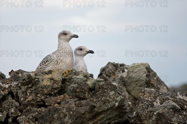 Young great black-backed gulls