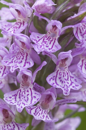 Moorland spotted orchid