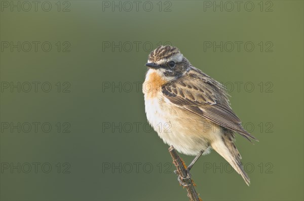 Whinchat