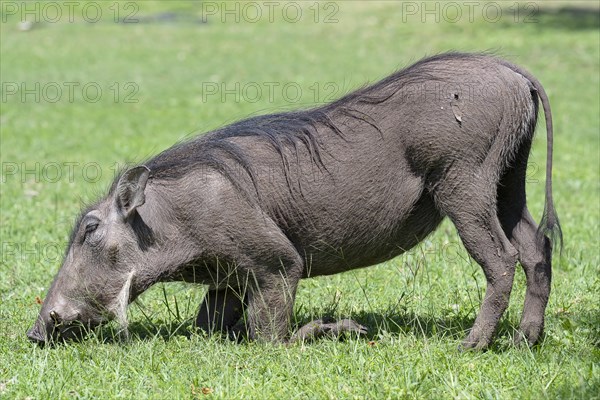 Common warthog