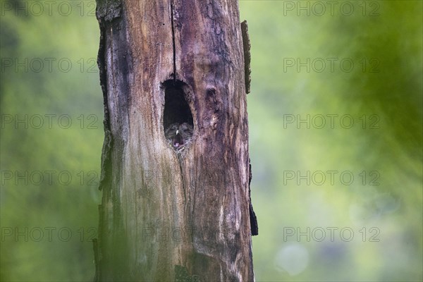 Tawny owl