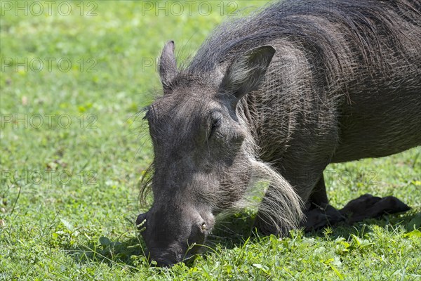 Common warthog