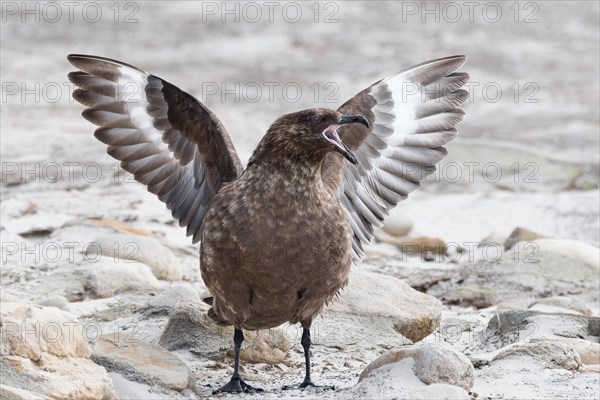 South polar skua