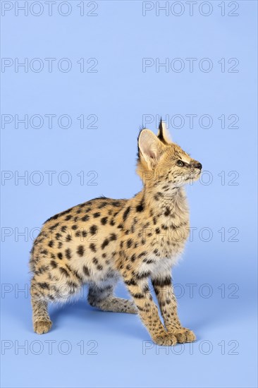 Serval