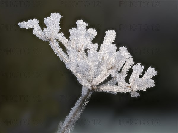 Cow parsley