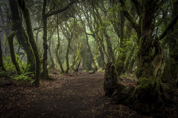 Hiking trail through laurel forest