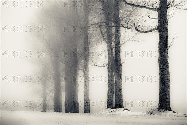 Trees in the fog in winter landscape