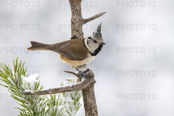 Crested tit