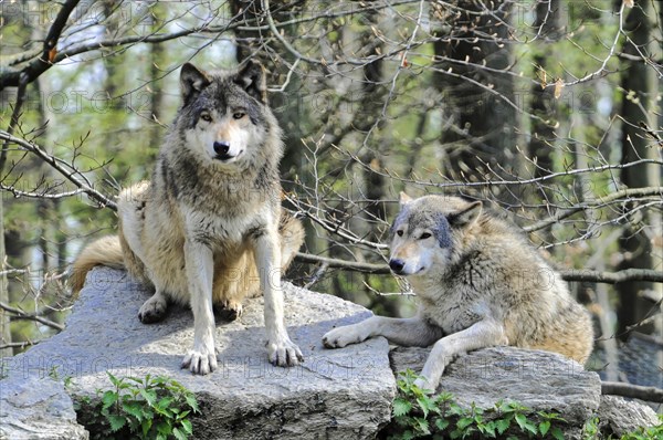 Mackenzie valley wolves