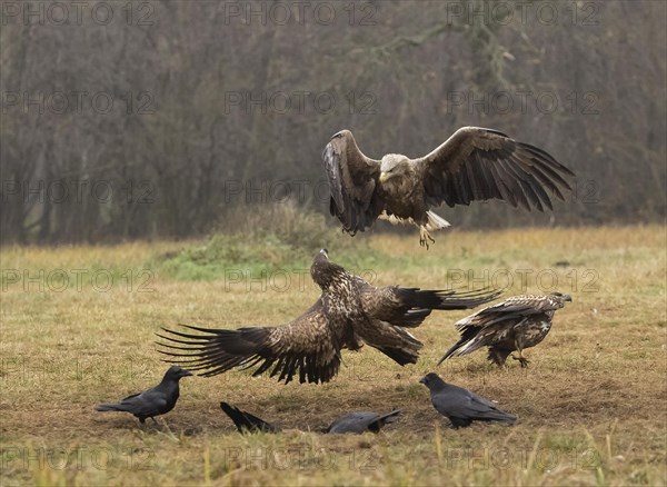 White-tailed eagle