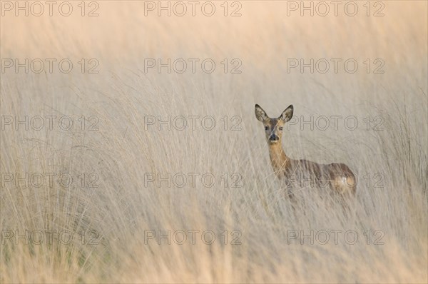 European roe deer