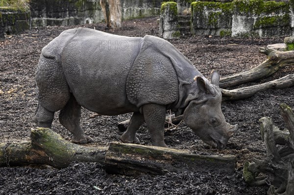 Indian rhinoceros