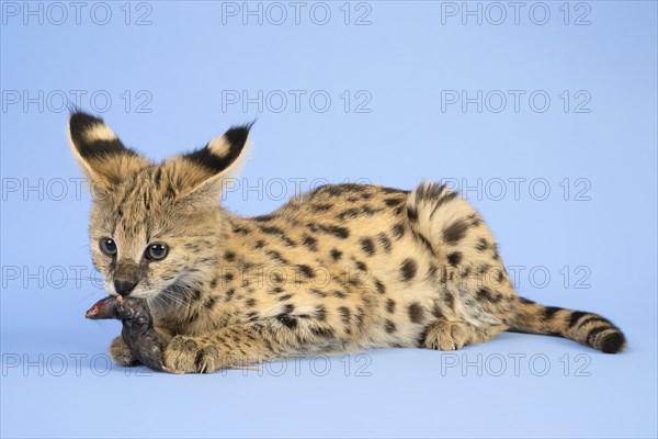 Serval