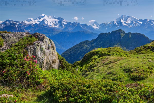 Alpine pasture area above the Rhone valley with the mountains Dom 4545m