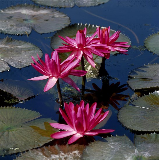 Water lilies