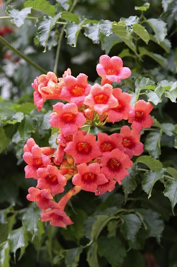 Common trumpet creeper