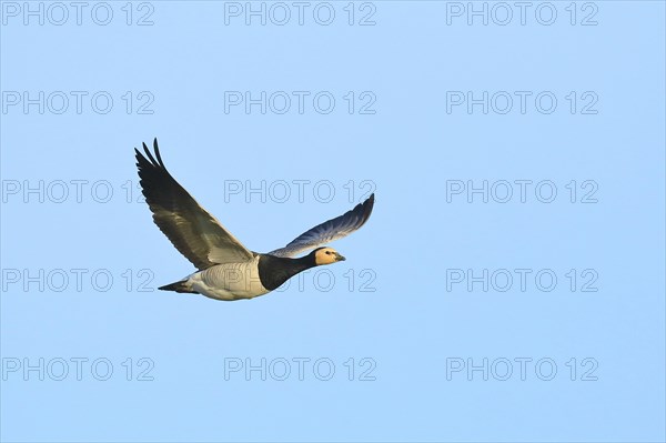 Barnacle Goose