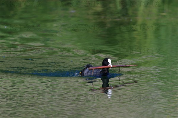 Common coot